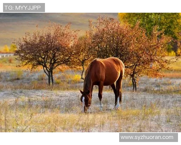 足球明星高清套图大合集展现球场风采与个人魅力尽在其中 足球明星高清套图大合集展现球场风采与个人魅力尽在其中